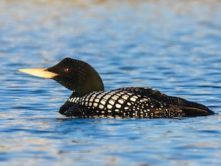  - Yellow-billed Loon