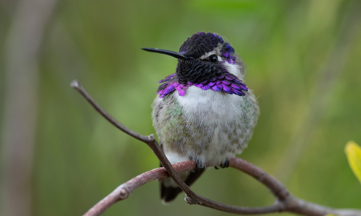Costa's Hummingbird - ML305895271