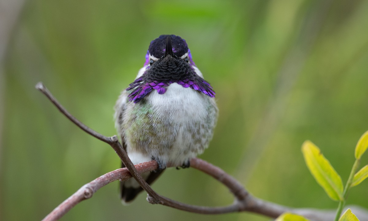 Costa's Hummingbird - ML305895281