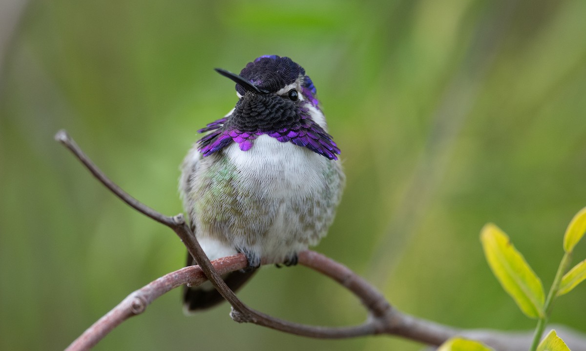 Costa's Hummingbird - ML305895291