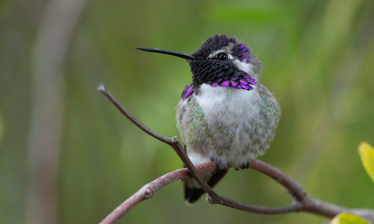 Costa's Hummingbird - ML305895311