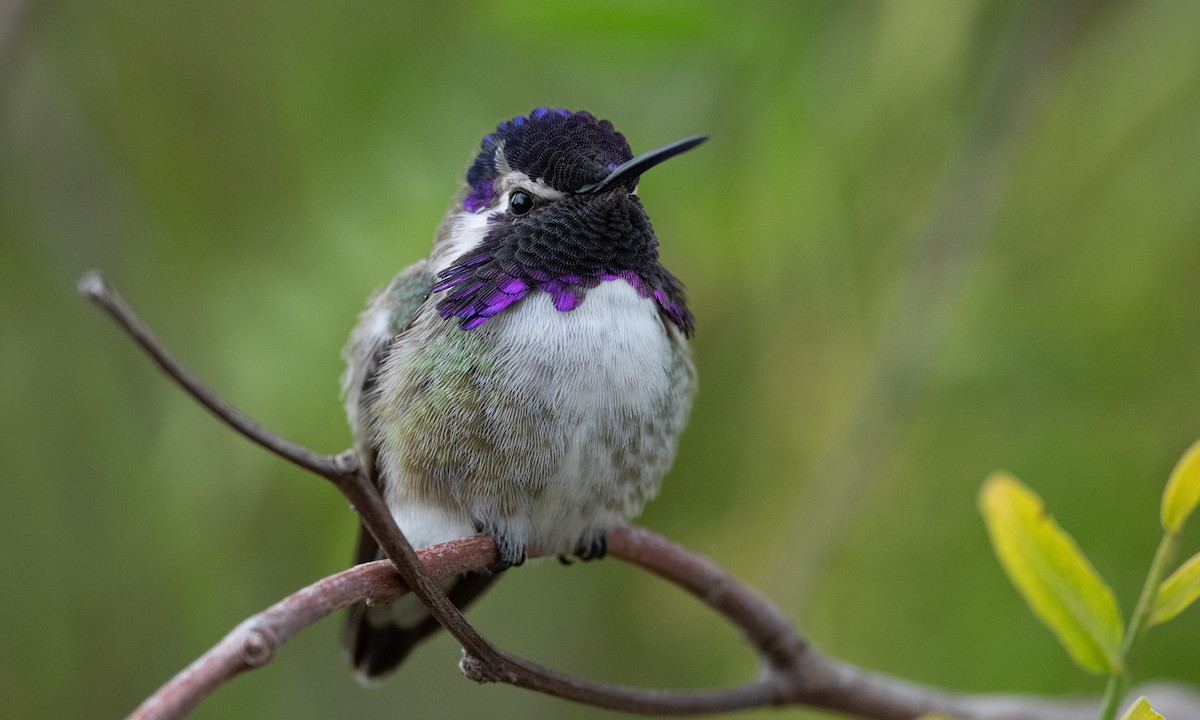 Costa's Hummingbird - ML305895341
