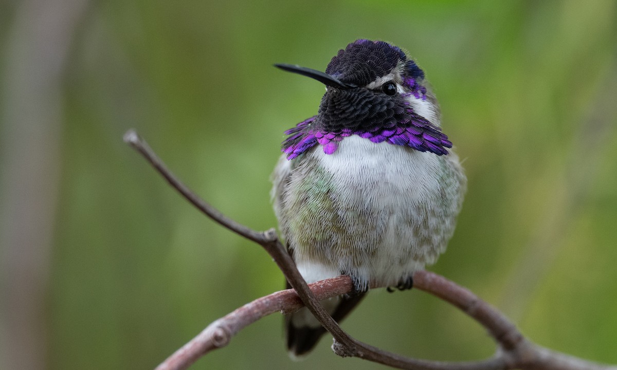Costa's Hummingbird - ML305895391