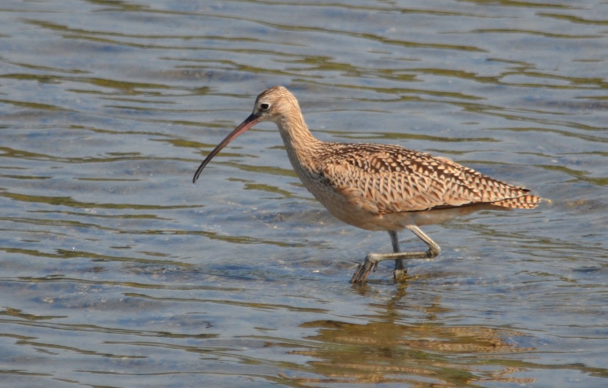 Long-billed Curlew - ML30589641
