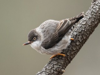  - Varied Sittella