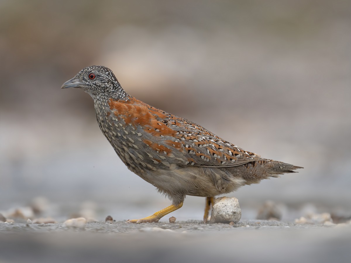 Painted Buttonquail - ML305898071