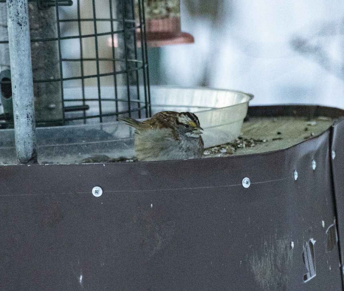 White-throated Sparrow - Beth Olson