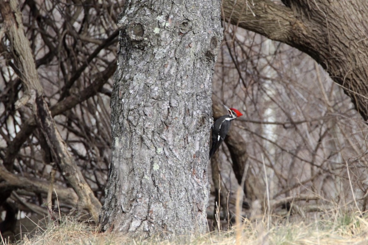 Pileated Woodpecker - ML305899521