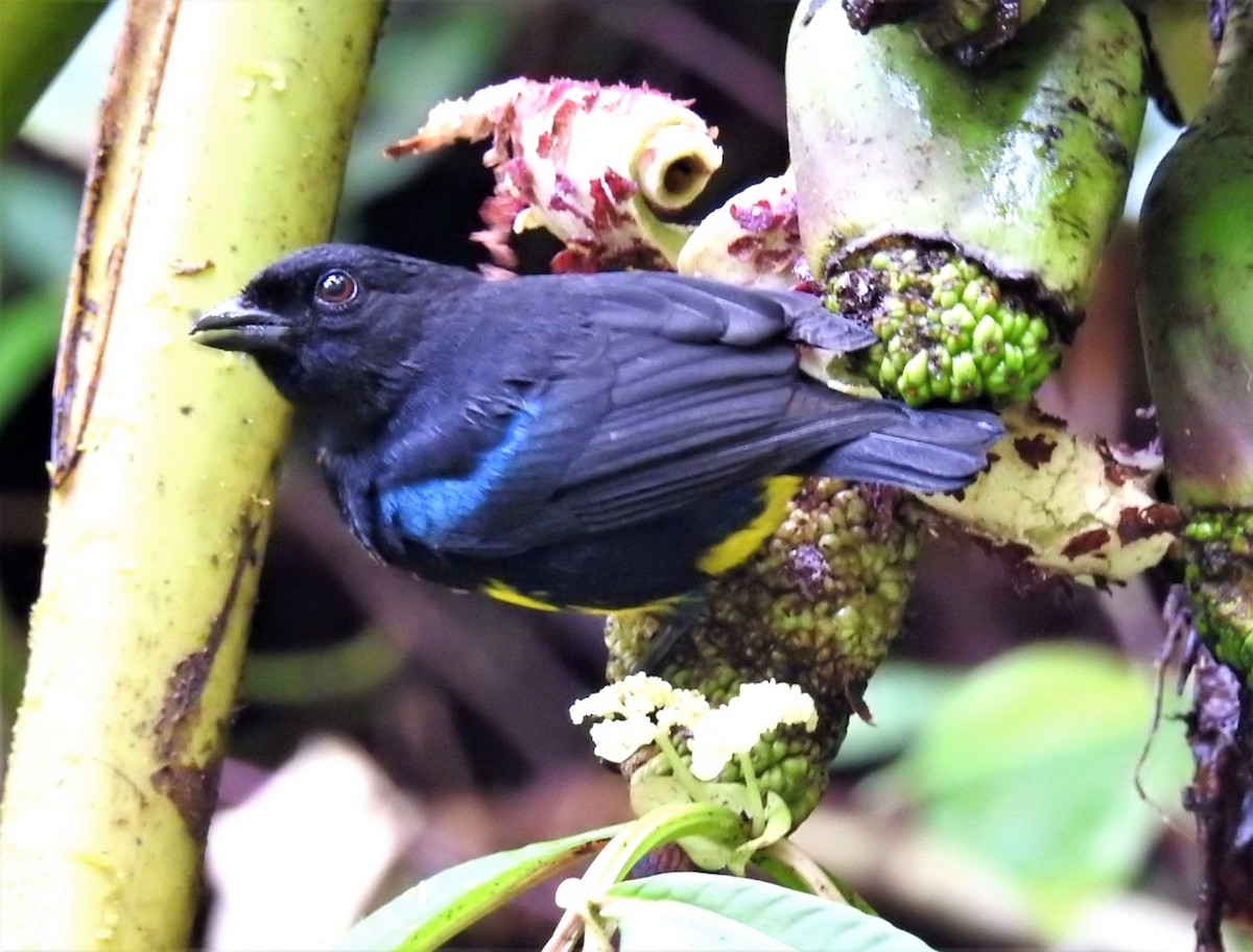 Black-and-gold Tanager - ML305900261