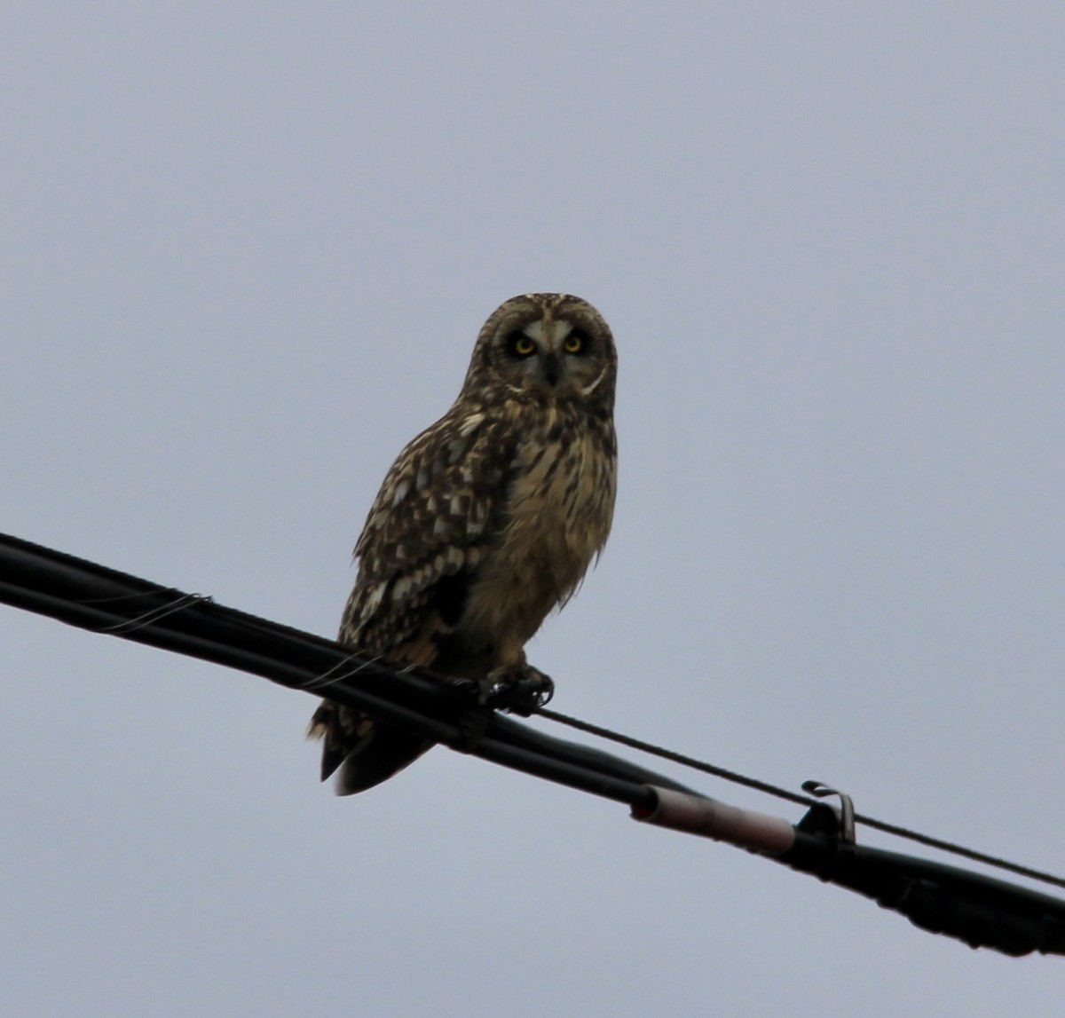 Short-eared Owl - ML305900601