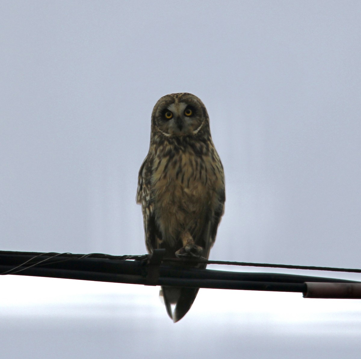 Short-eared Owl - ML305900621