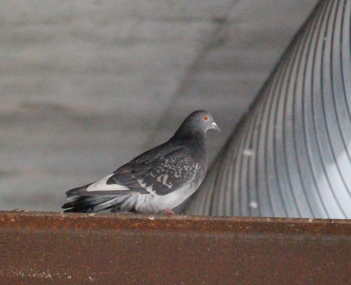 Rock Pigeon (Feral Pigeon) - ML305904931