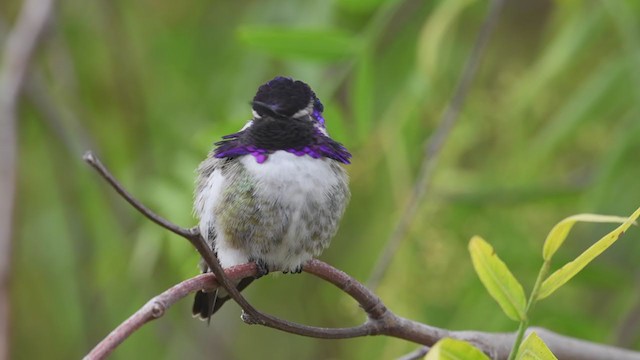 Costa's Hummingbird - ML305904941