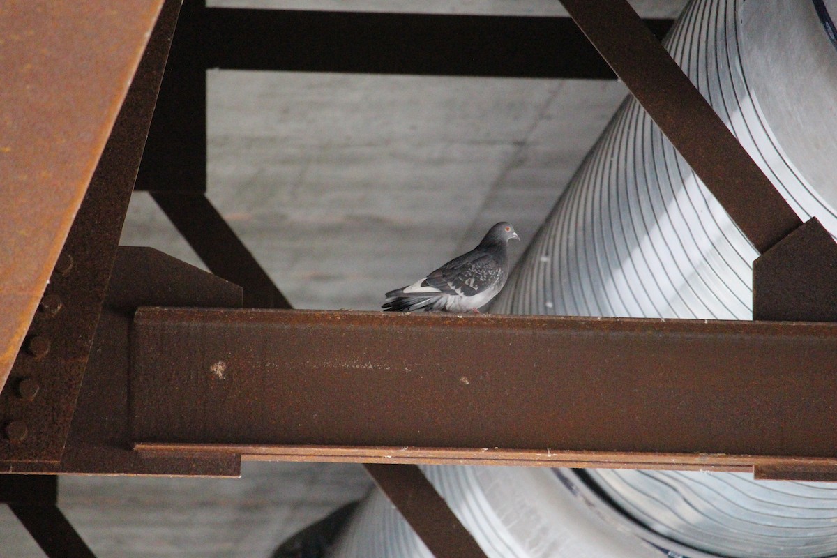 Rock Pigeon (Feral Pigeon) - ML305905001