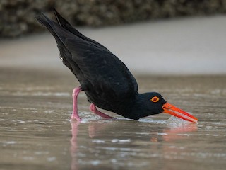  - Sooty Oystercatcher