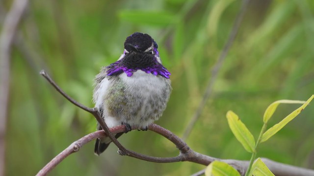 Costa's Hummingbird - ML305906731