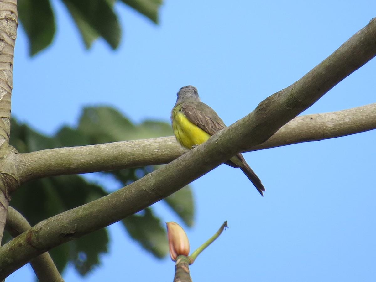 Tropical Kingbird - ML305908881