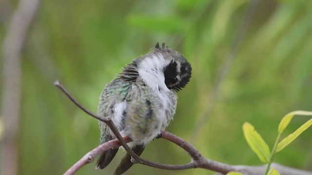 Costa's Hummingbird - ML305909481