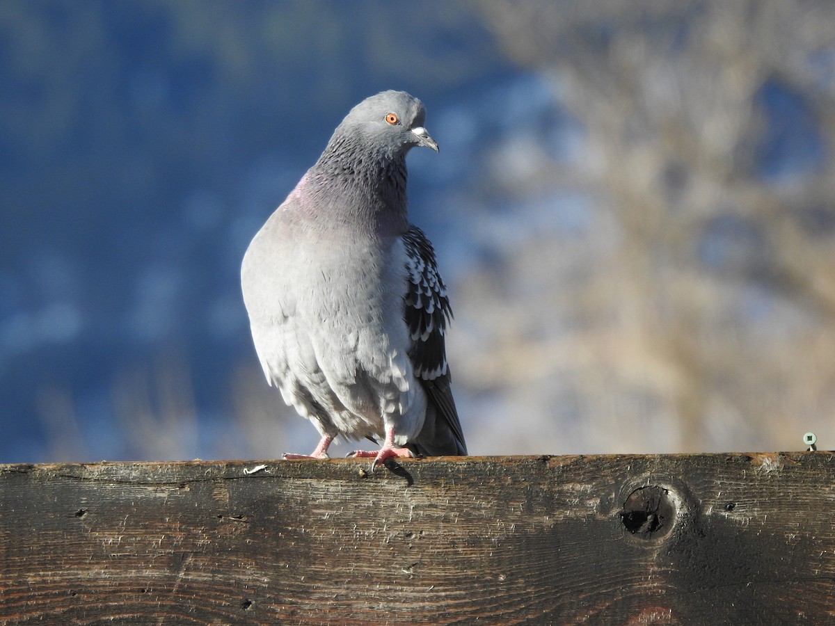 Rock Pigeon (Feral Pigeon) - ML305909531