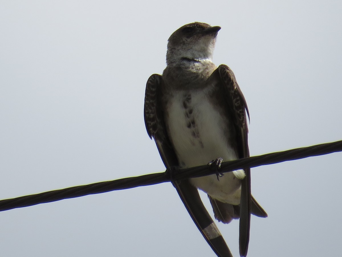 Brown-chested Martin - ML305909821