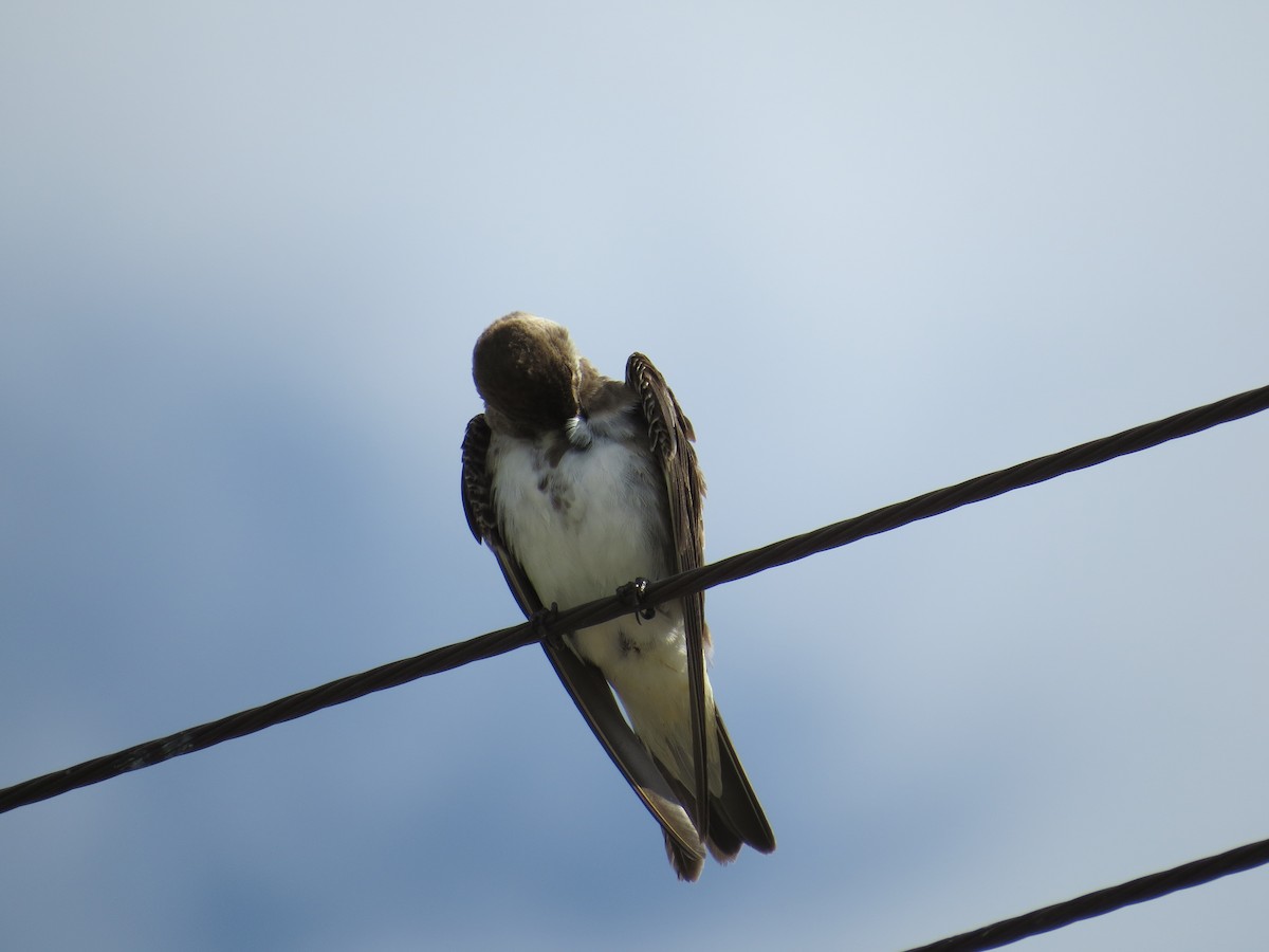 Brown-chested Martin - ML305909851