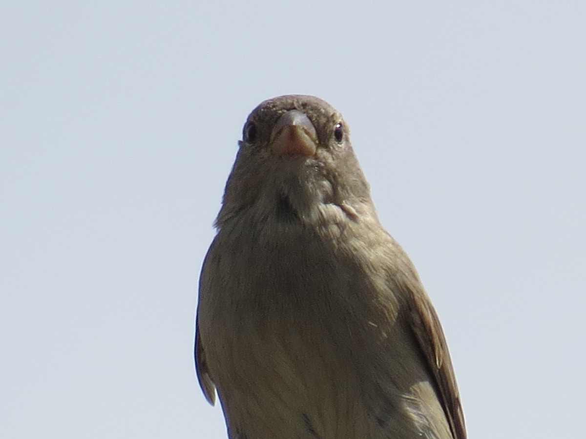House Sparrow - Clarisse Odebrecht