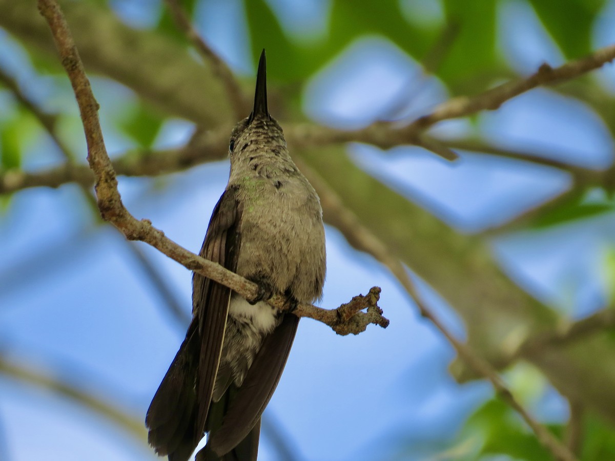 Sombre Hummingbird - Clarisse Odebrecht