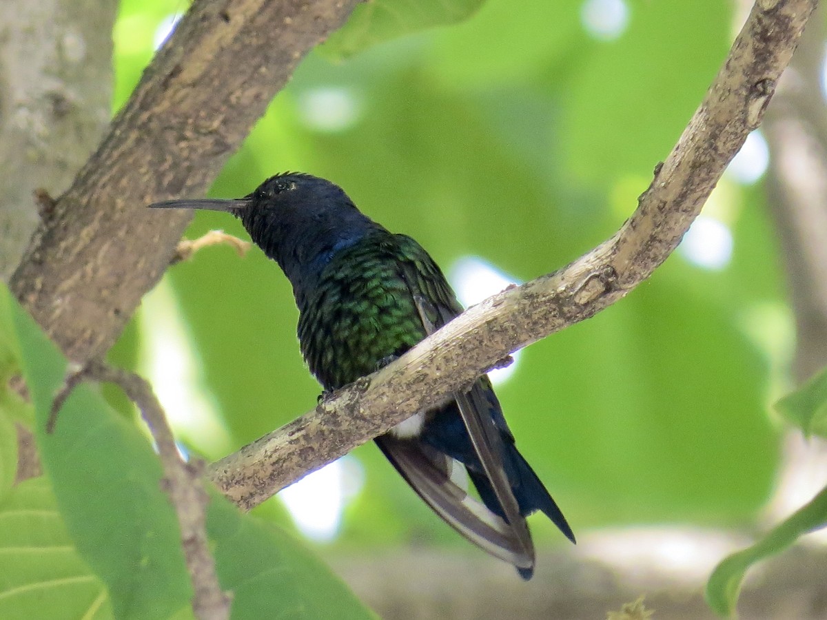 Swallow-tailed Hummingbird - ML305912891