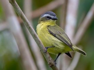  - Yellow-bellied Tyrannulet