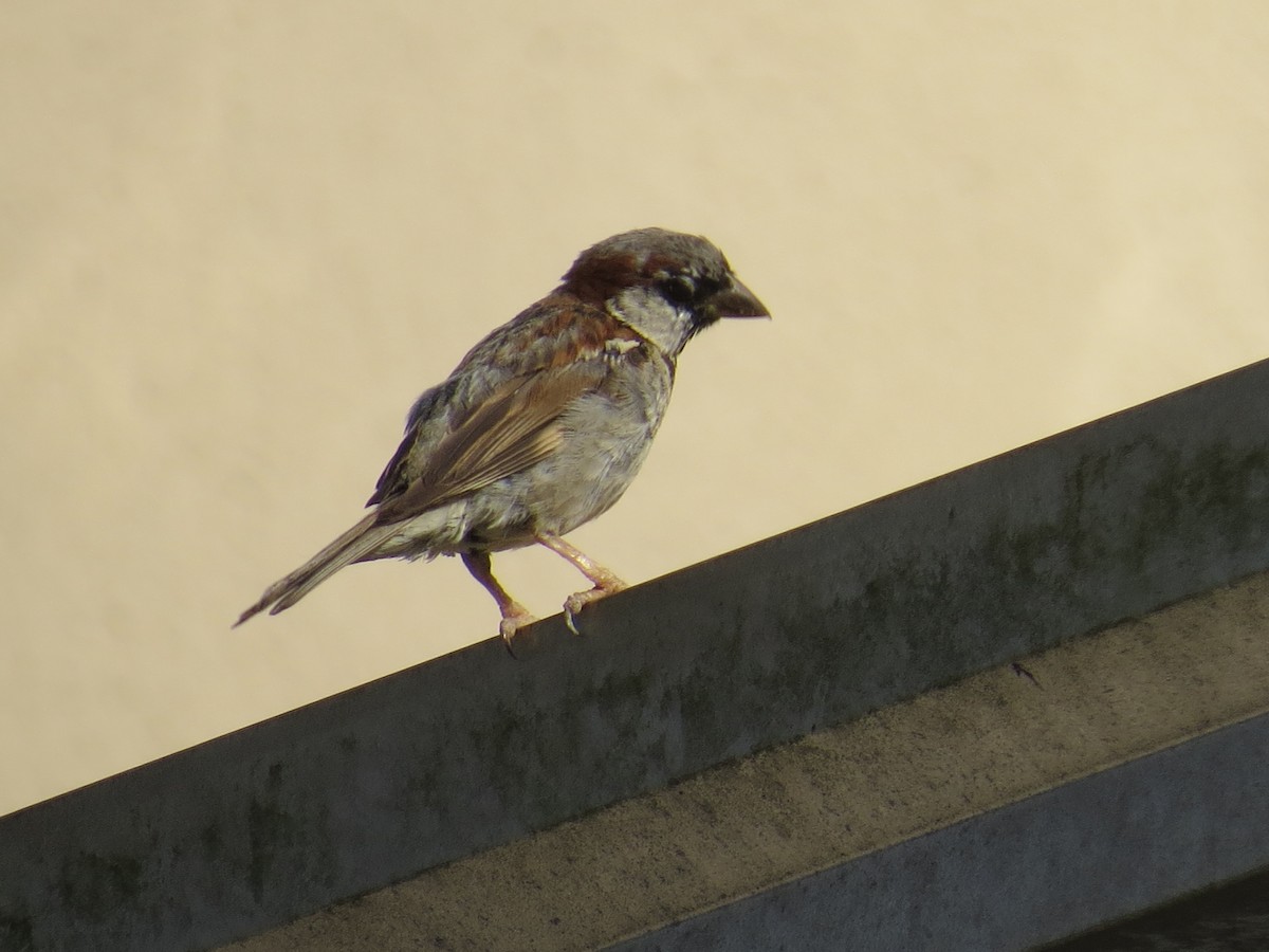 House Sparrow - ML305914911