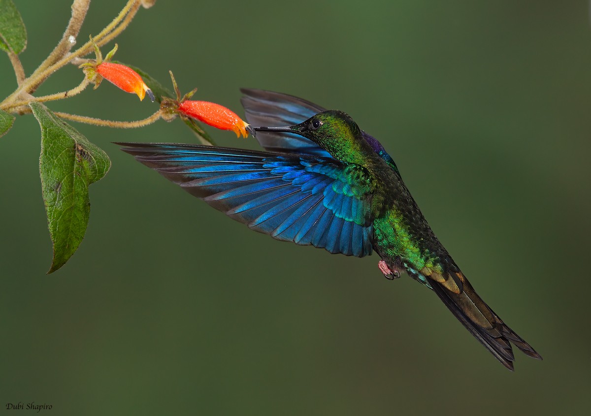 kolibřík modrokřídlý - ML305918901