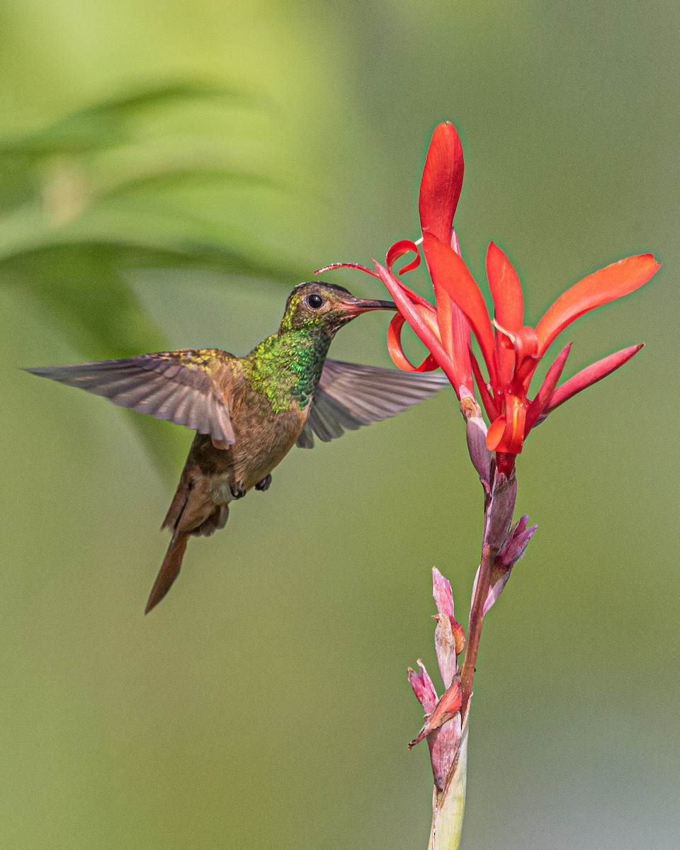 Buff-bellied Hummingbird - ML305920611