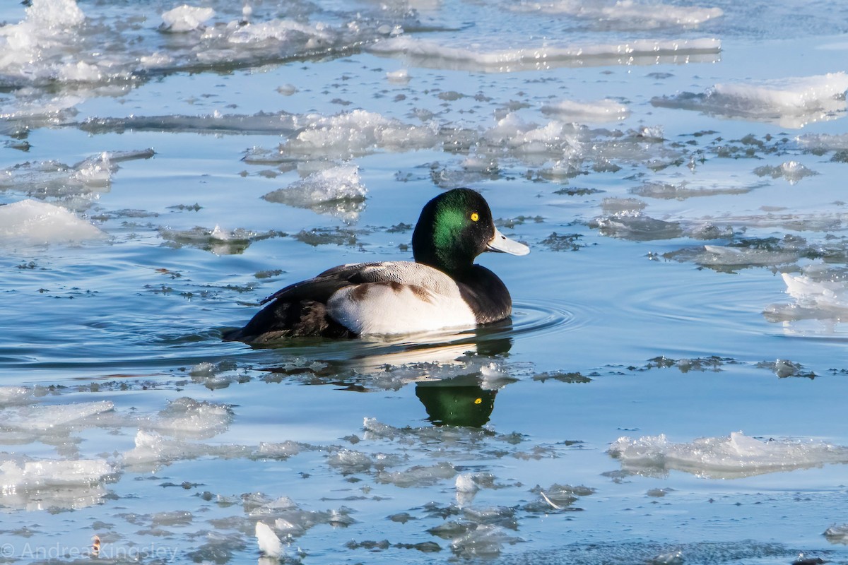 Greater Scaup - ML305920731