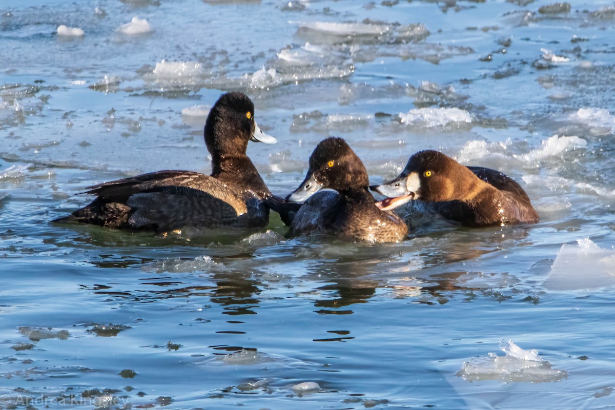 Greater Scaup - ML305920751