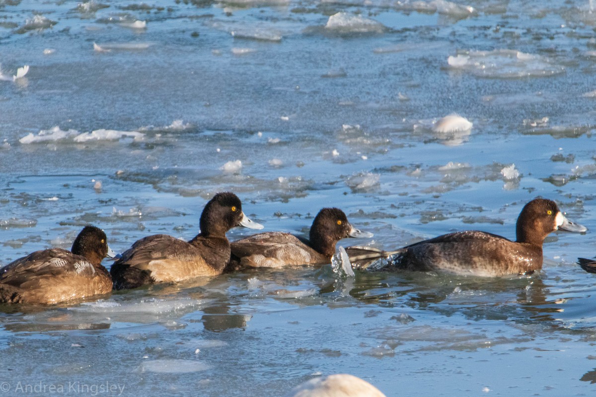 Greater Scaup - ML305920791