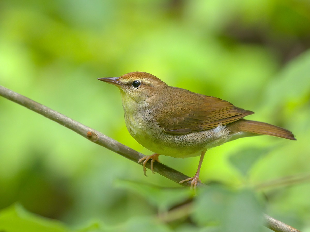 Swainson's Warbler - eBird