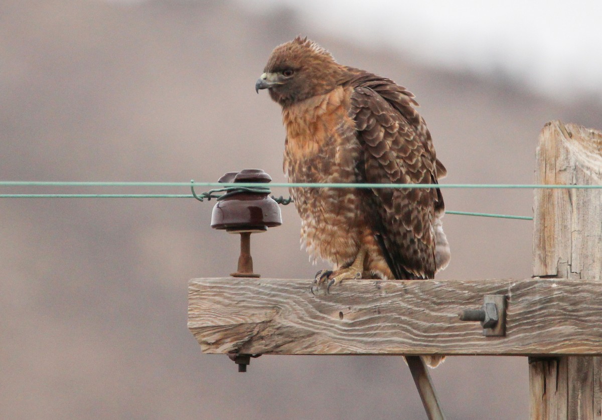 Red-tailed Hawk - ML305926891