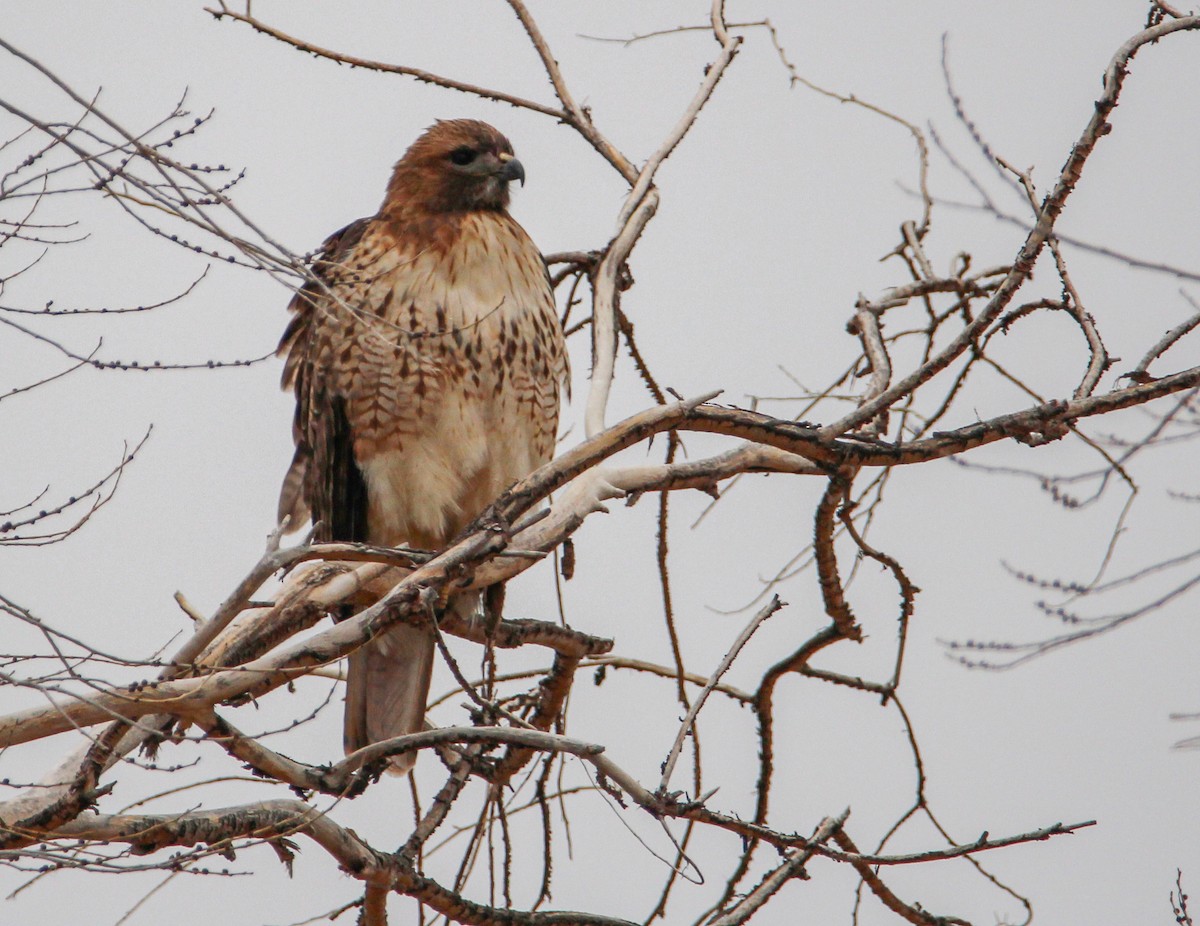Red-tailed Hawk - ML305926921