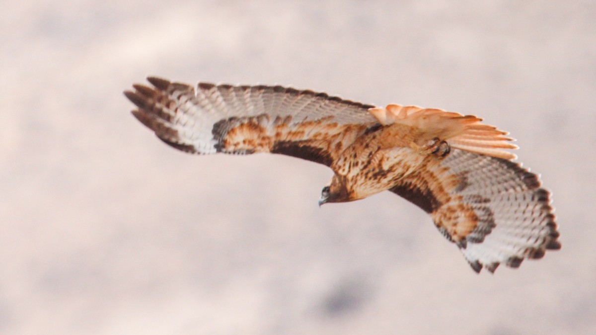 Red-tailed Hawk - Alex George