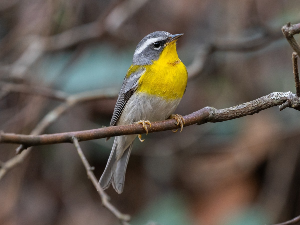 Crescent-chested Warbler - Oreothlypis superciliosa - Birds of the World