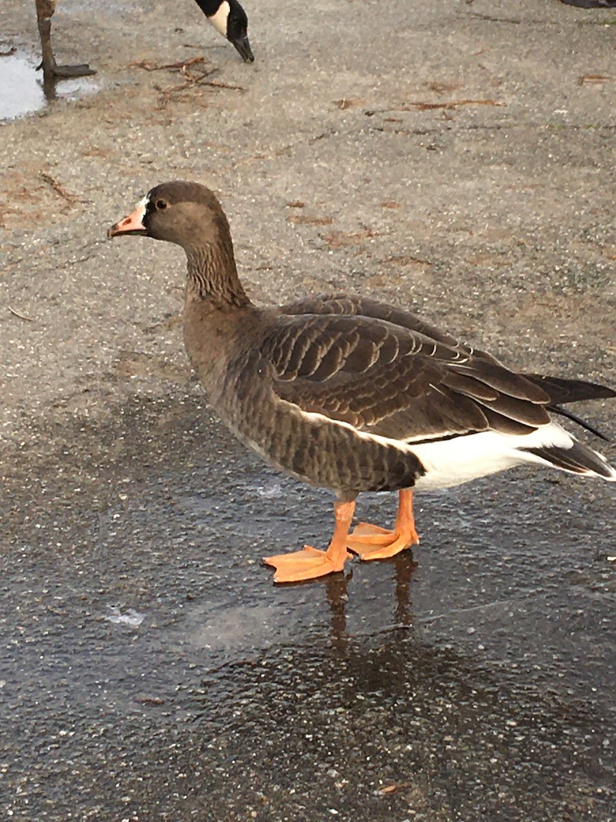 Greater White-fronted Goose - ML305929671