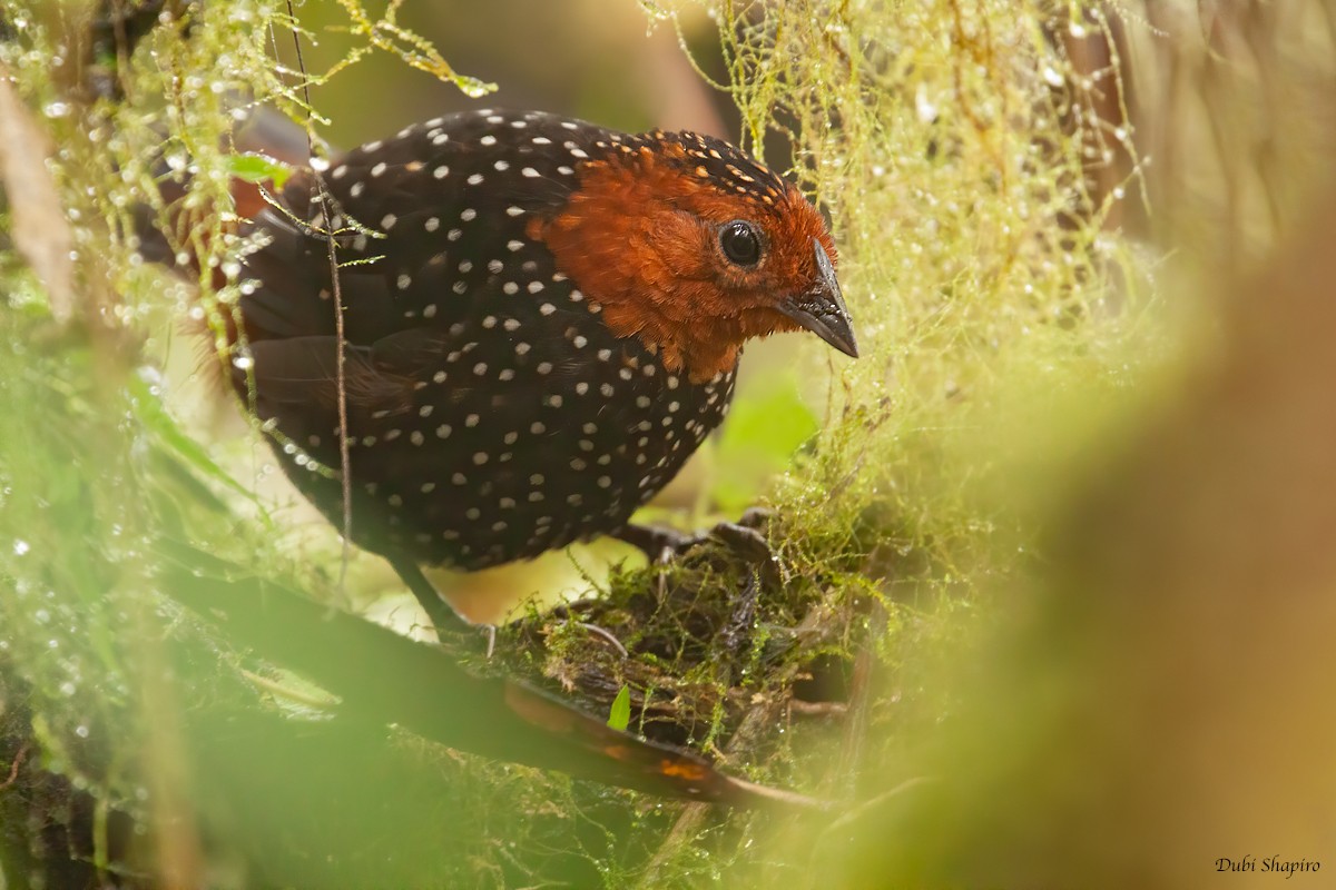 Ocellated Tapaculo - ML305929731