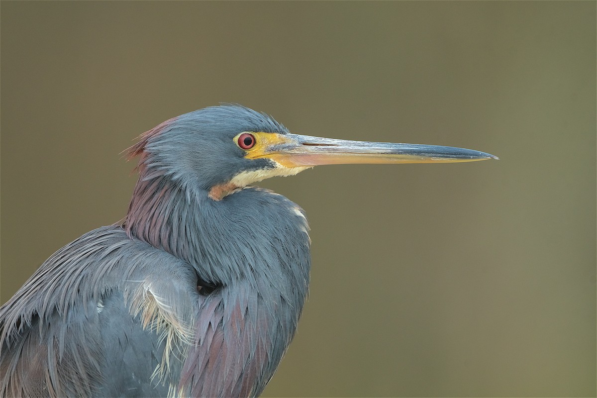 Tricolored Heron - Harlan Stewart