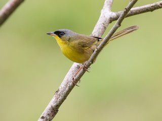  - Gray-crowned Yellowthroat