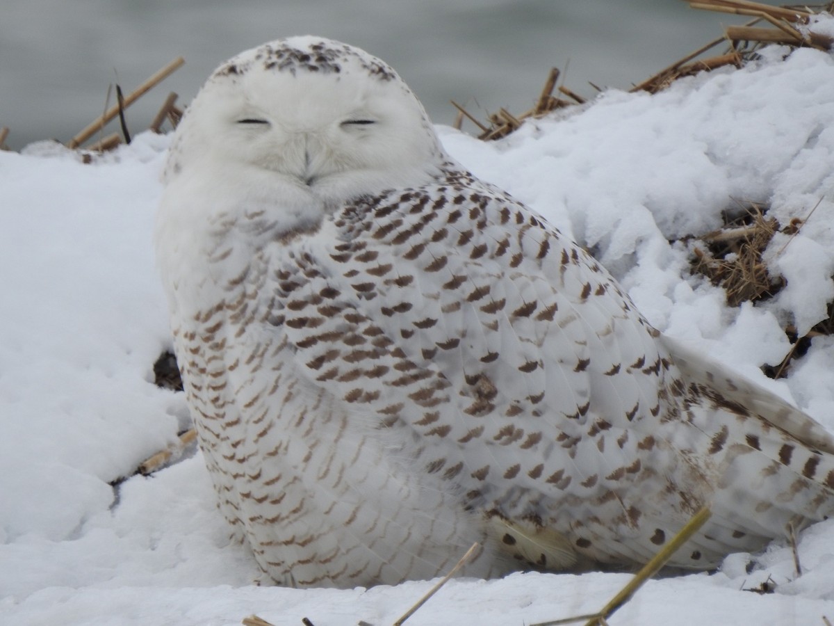 Snowy Owl - ML305937001