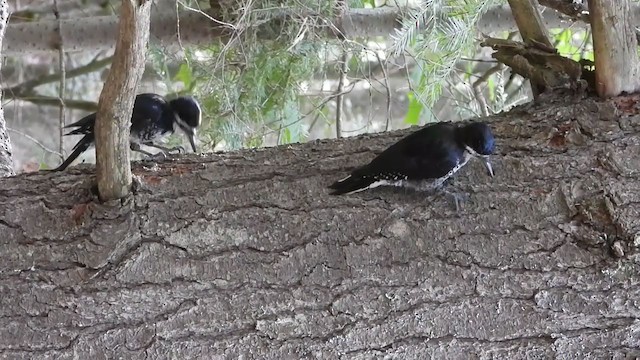 Black-backed Woodpecker - ML305939161