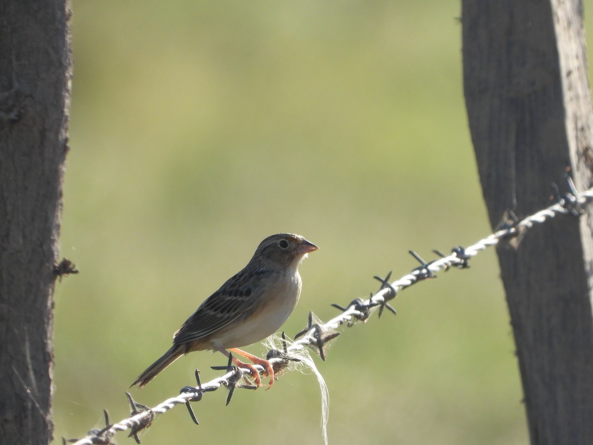 Grasshopper Sparrow - ML305939301