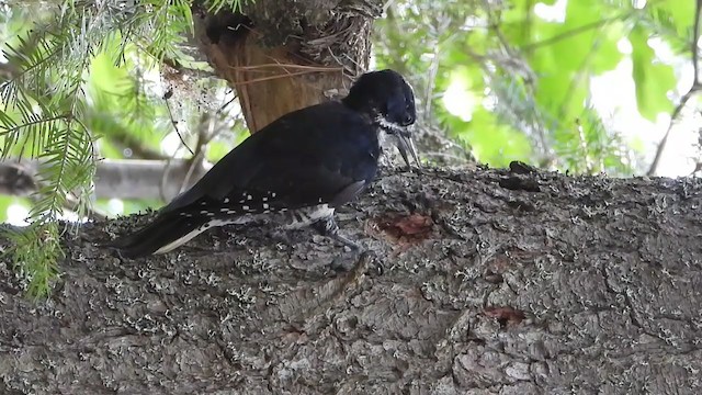 Black-backed Woodpecker - ML305939701