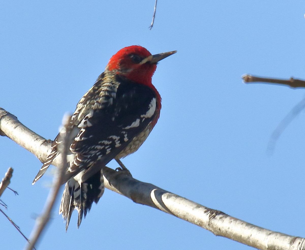 Red-breasted Sapsucker - ML305940301