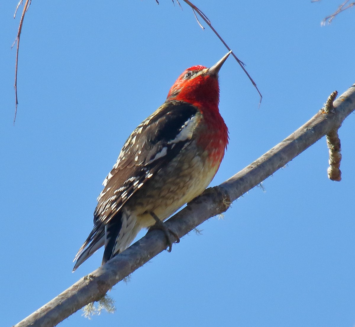 Red-breasted Sapsucker - ML305940331